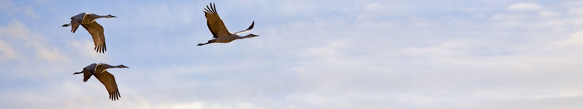 Drei Kraniche fliegen im Himmel.